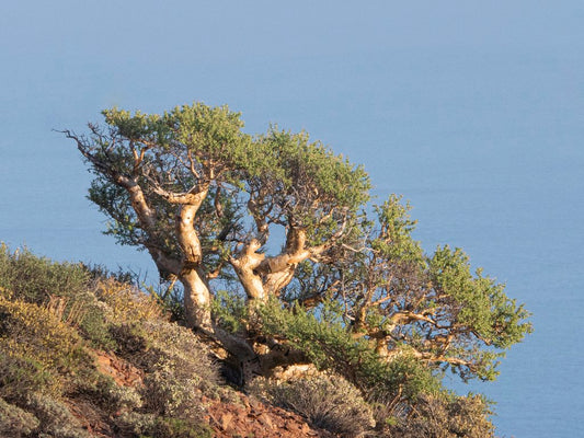 Pachycormus discolor – Minsk Edition (White Ringneck)