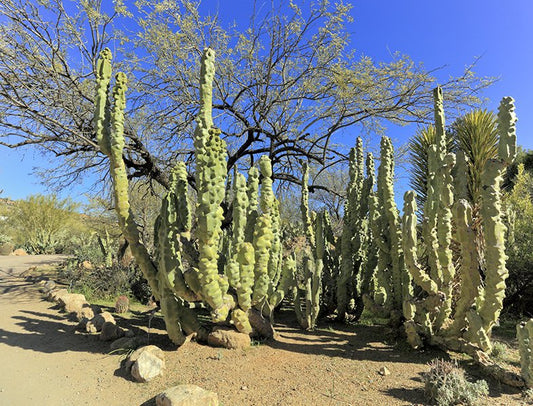 Lophocereus schottii monstrose