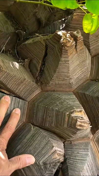 Dioscorea elephantipes – Dar es Salaam edition (Black)