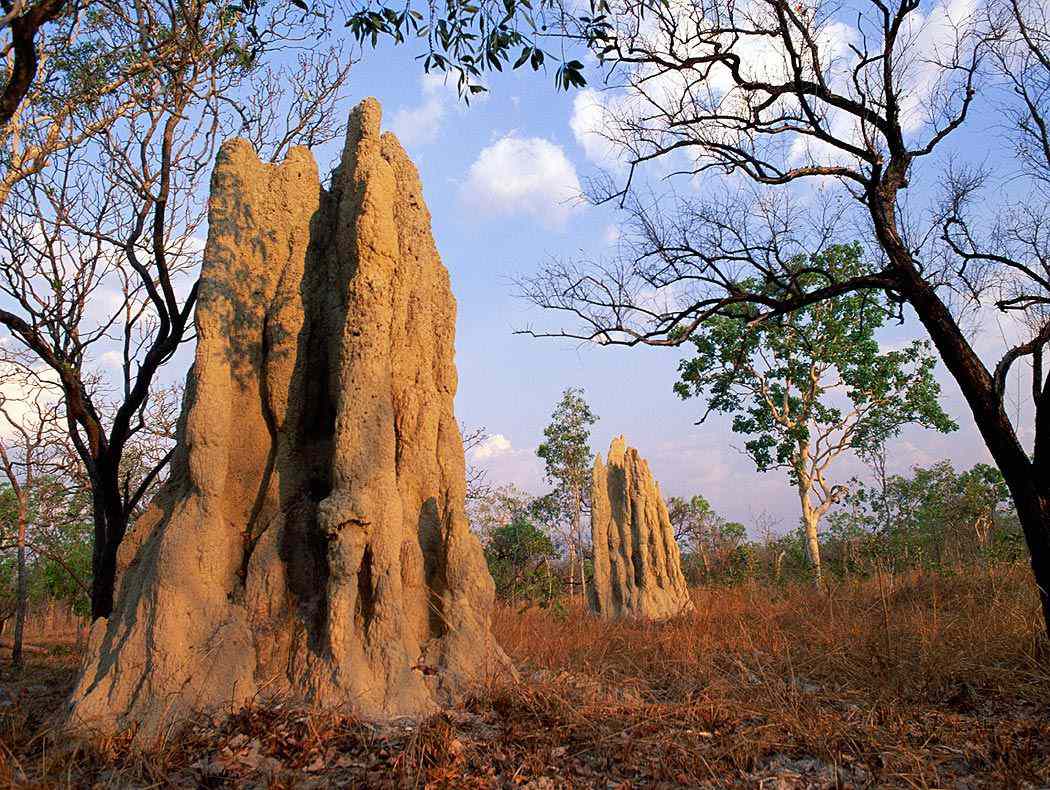 Macrotermes natalensis mounds