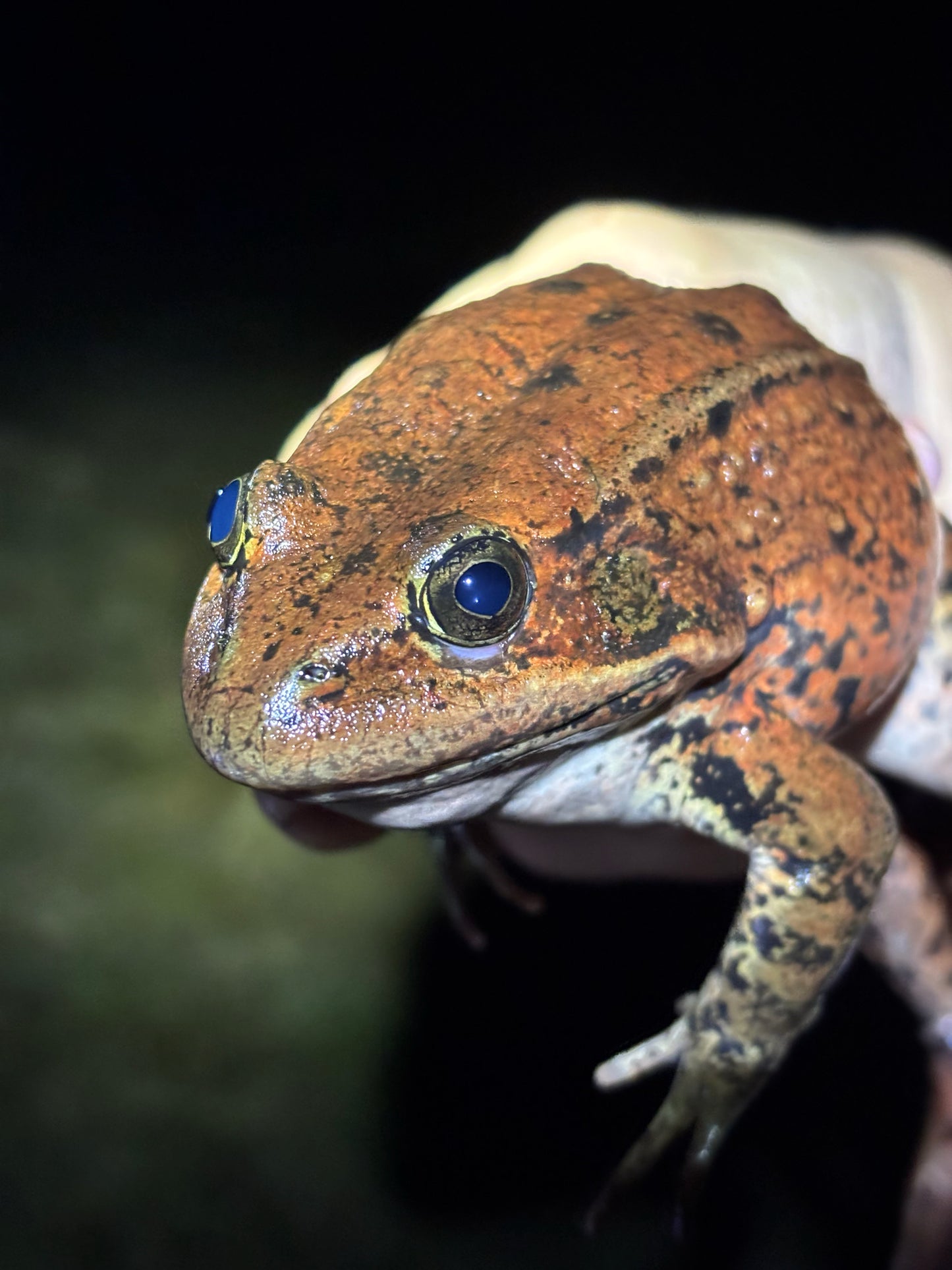 Fundraiser Shirt: Fauna del Noroeste