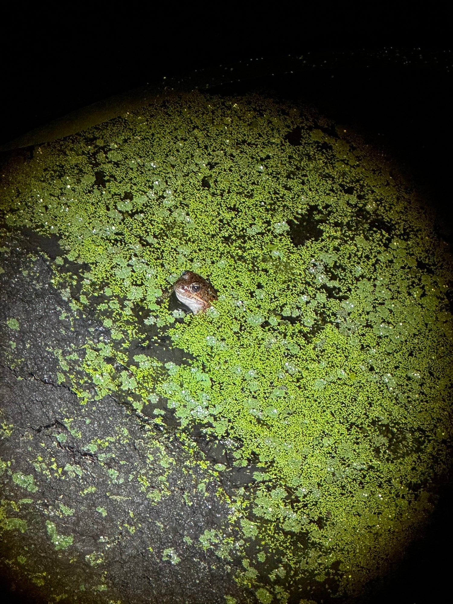 Fundraiser Shirt: Fauna del Noroeste