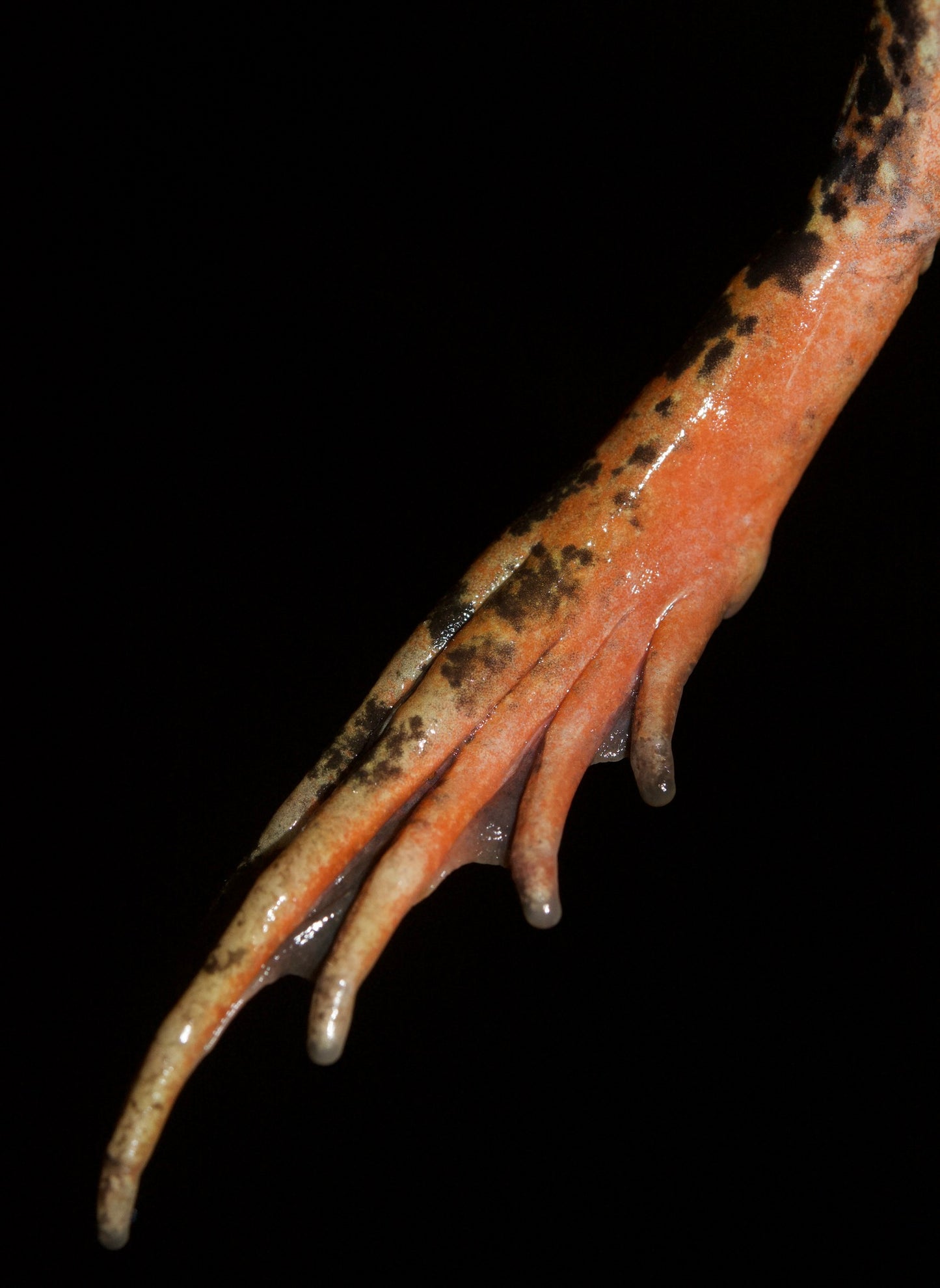 Fundraiser Shirt: Fauna del Noroeste