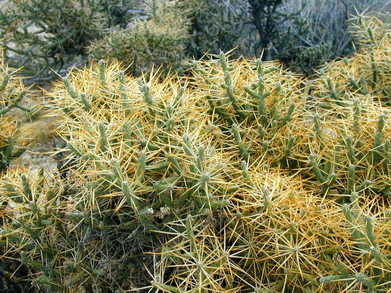 I GRABBED IN 86' (Grey S/S)