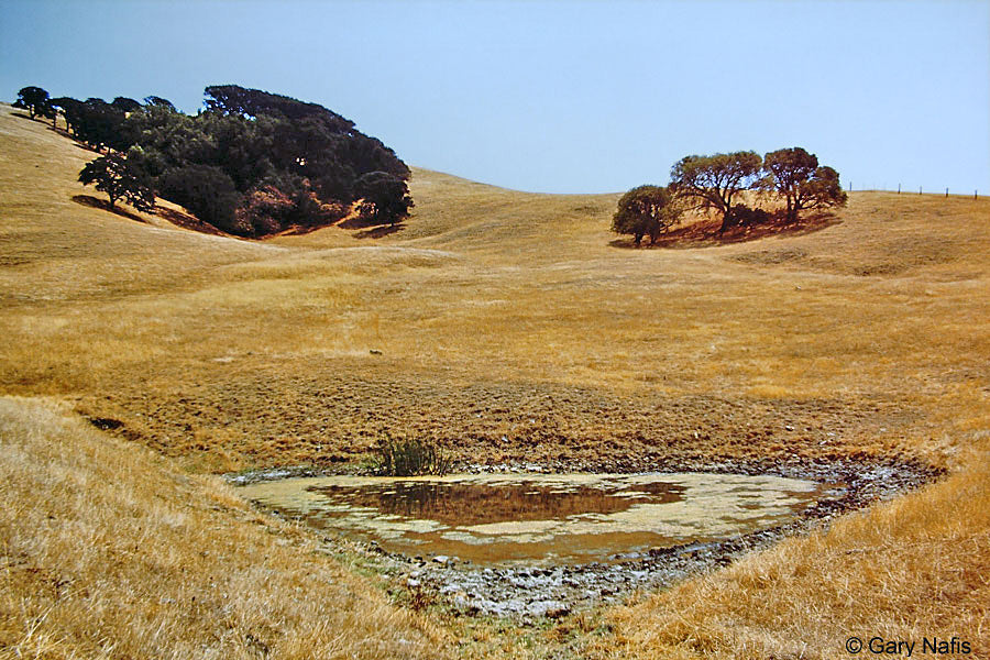 Fundraiser Shirt: Fauna del Noroeste