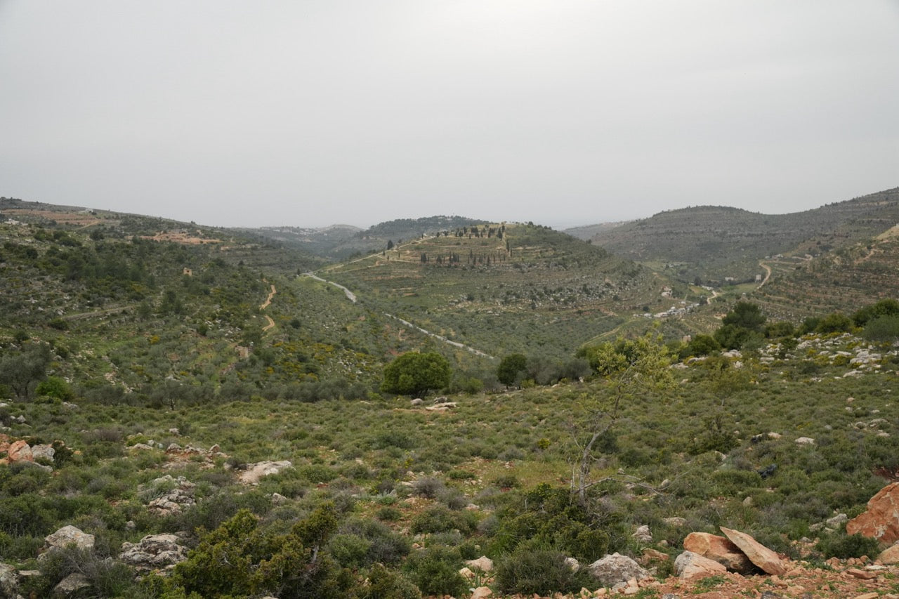 Fundraiser Shirt: Palestinian Plant Archive (White S/S)