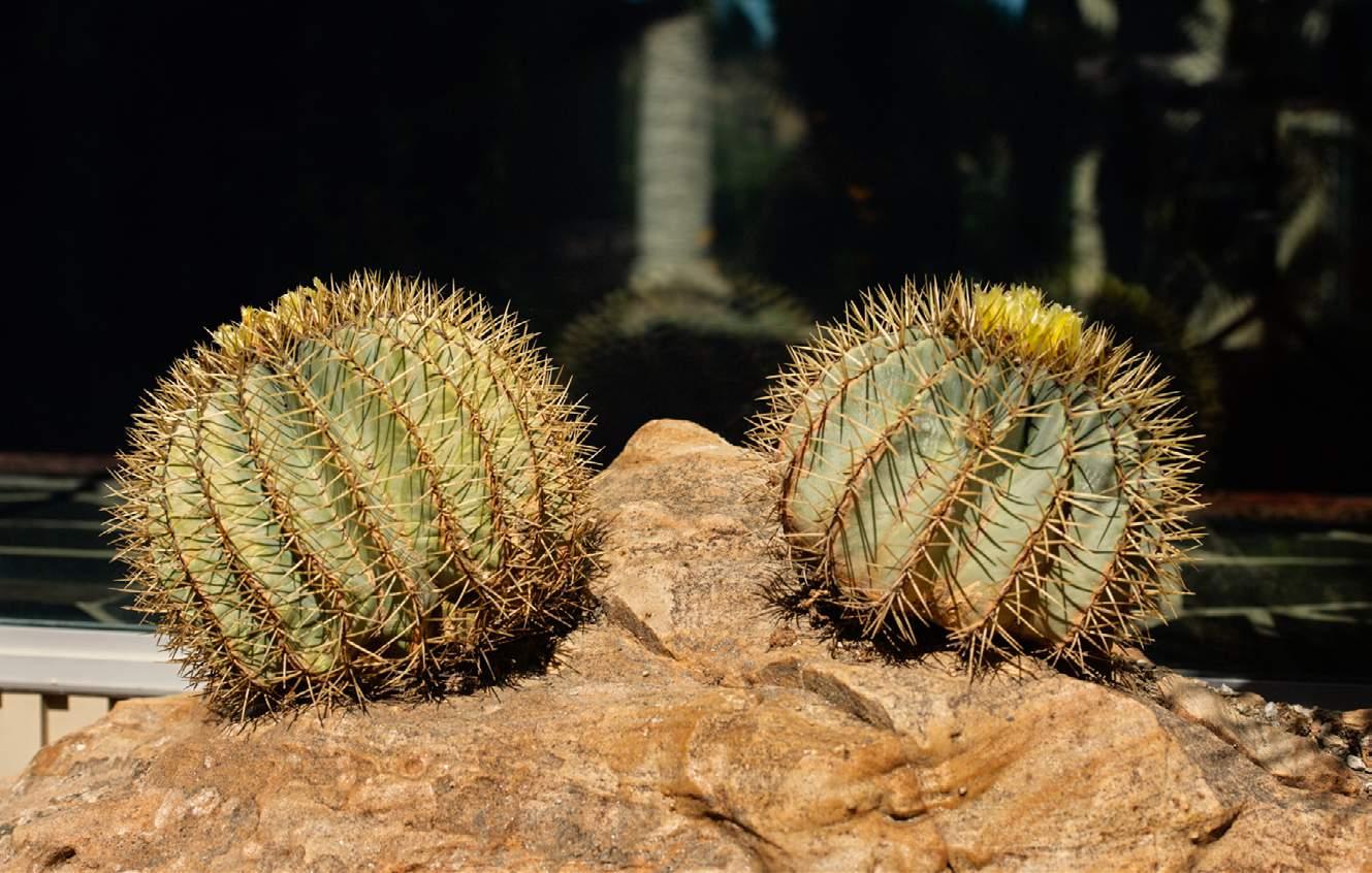 Mayer Desert Garden