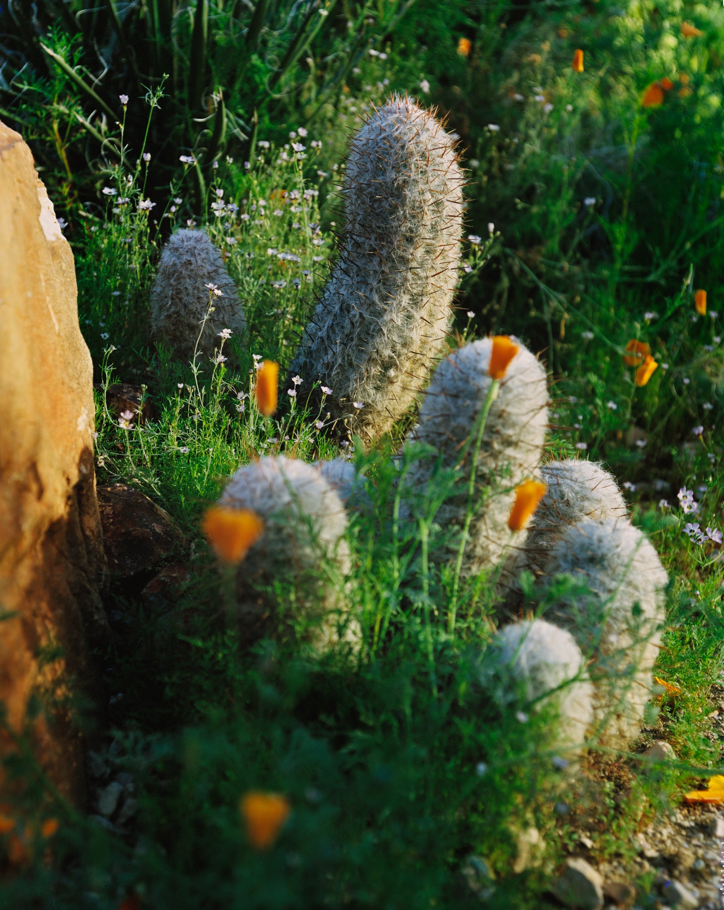 Mayer Desert Garden