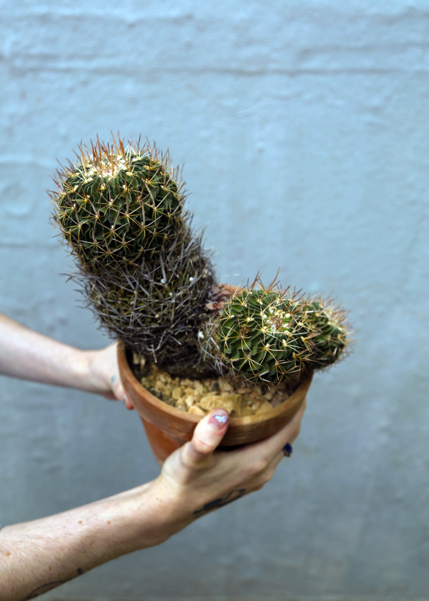 Stenocactus sp.