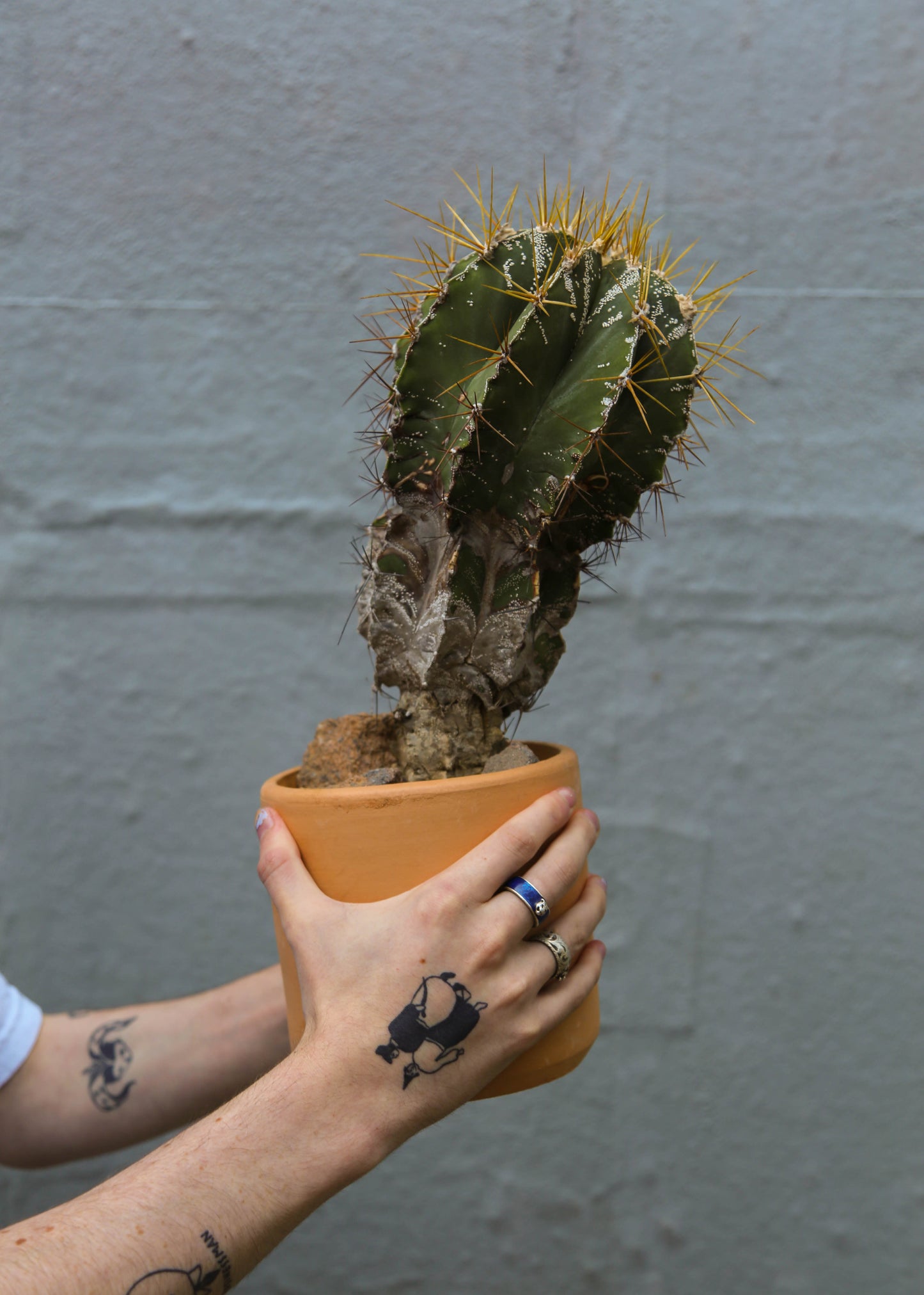 Astrophytum ornatum #2