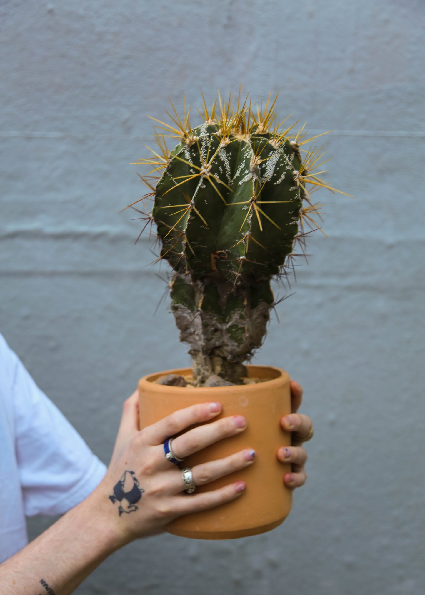 Astrophytum ornatum #2