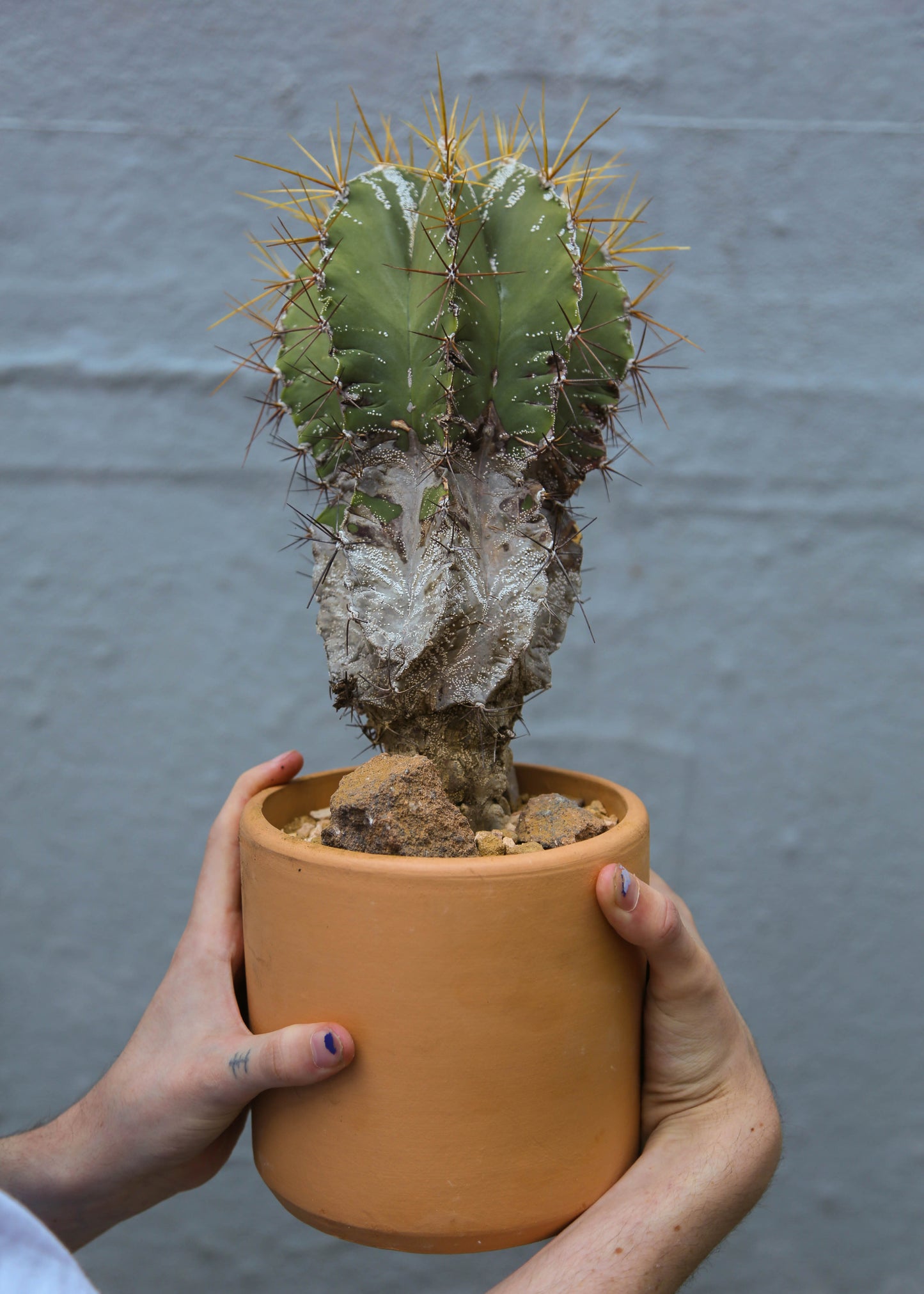 Astrophytum ornatum #2