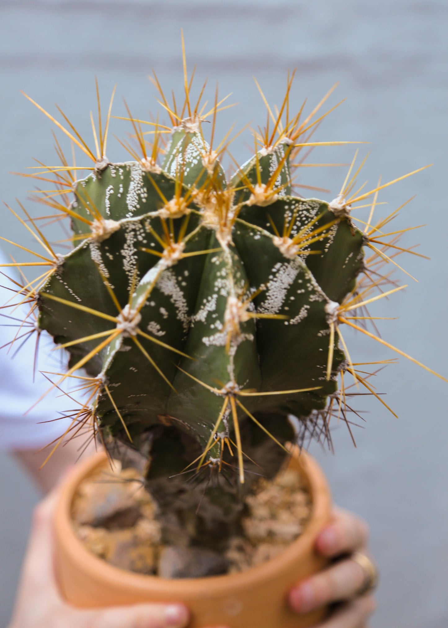 Astrophytum ornatum #2