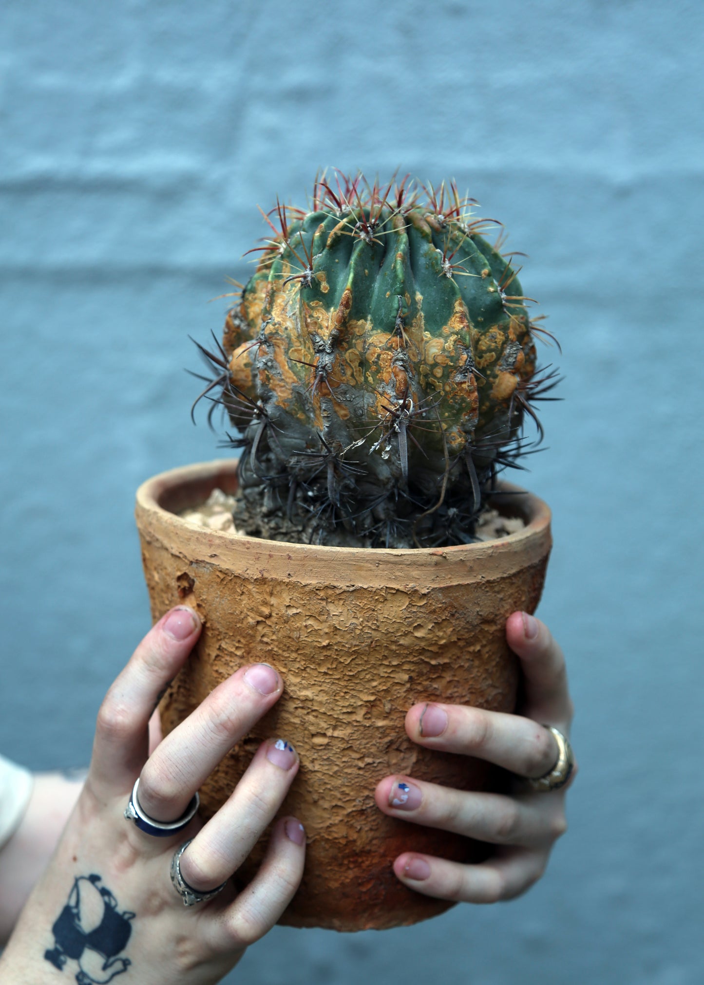 Ferocactus sp.