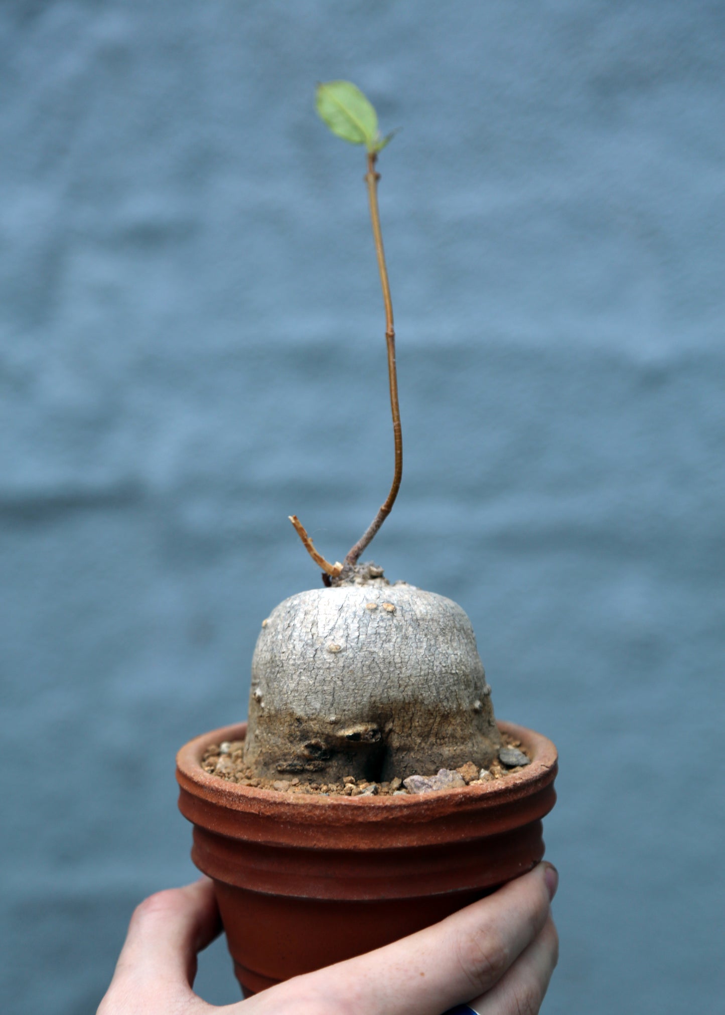 Monadenium crispum