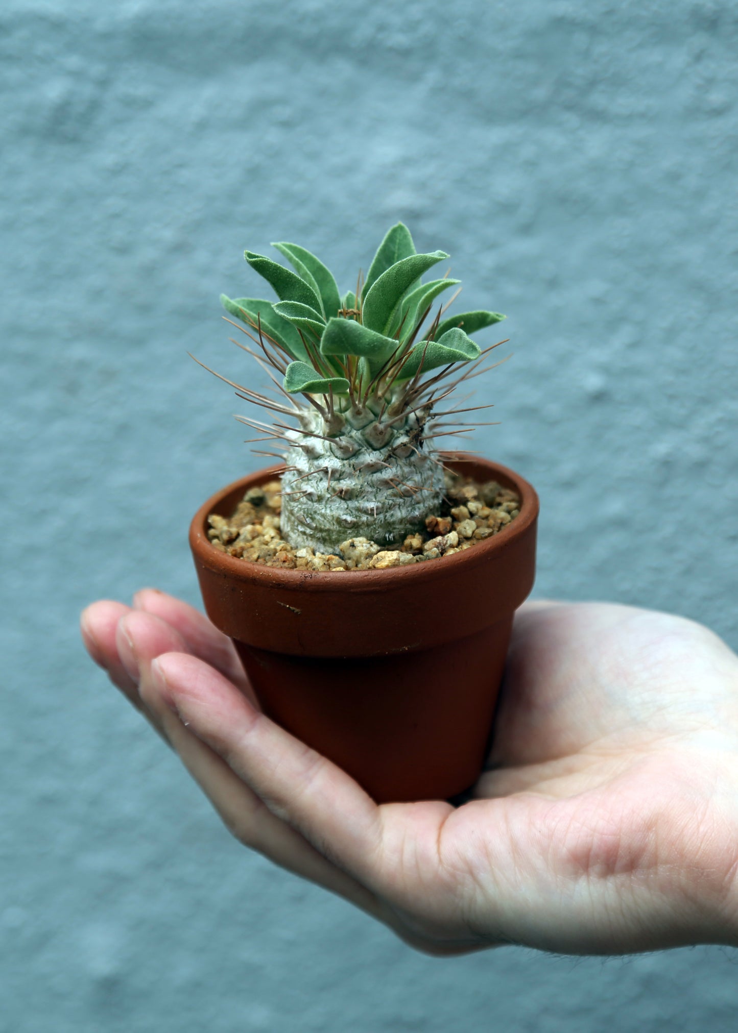 Pachypodium namaquanum