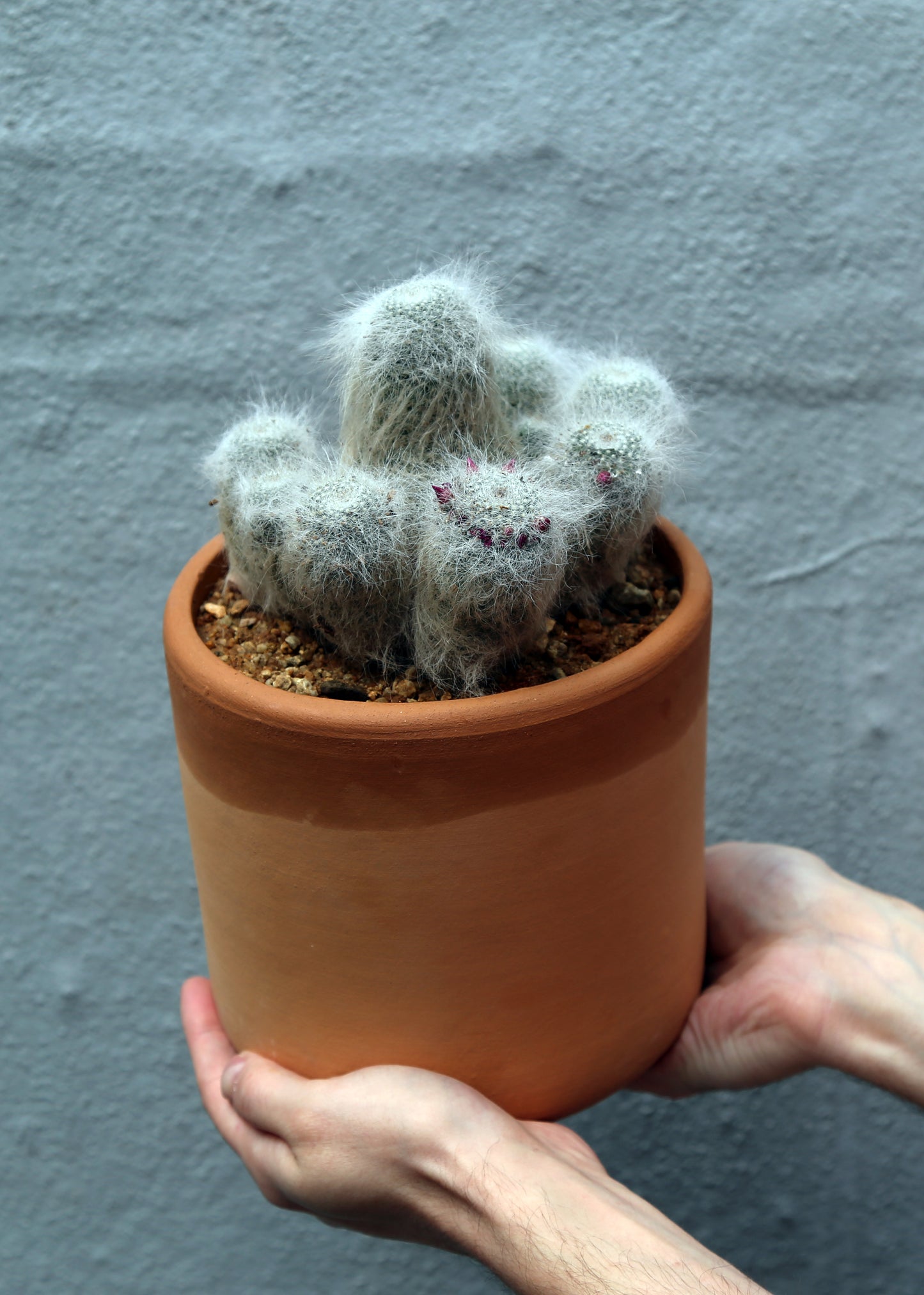 Mammillaria hahniana