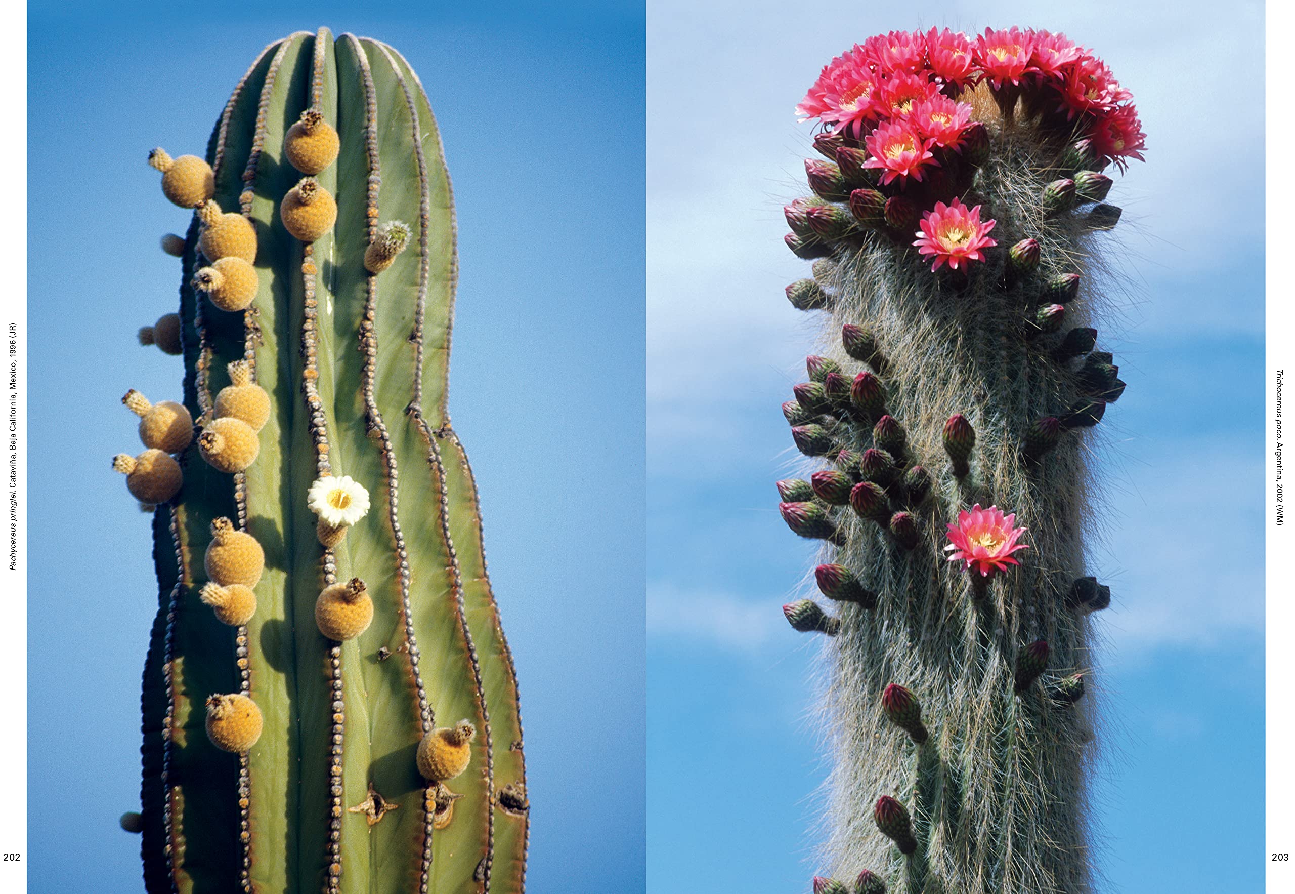 Xerophile: Cactus Photographs from Expeditions of the Obsessed (Revised  Edition)