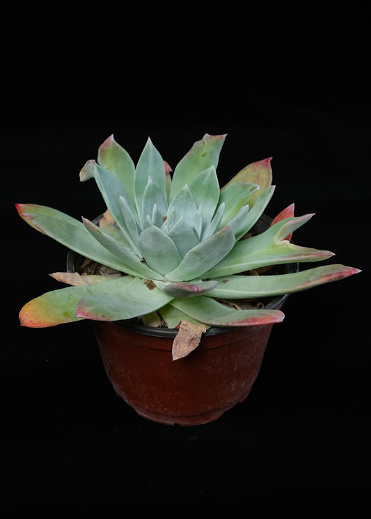 Dudleya anthonyi