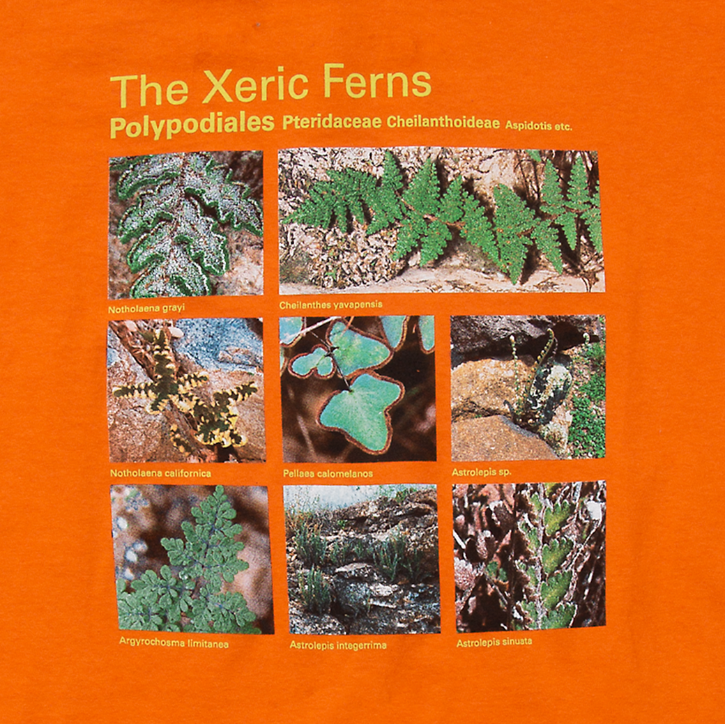 Taxa Shirt 2: The Xeric Ferns