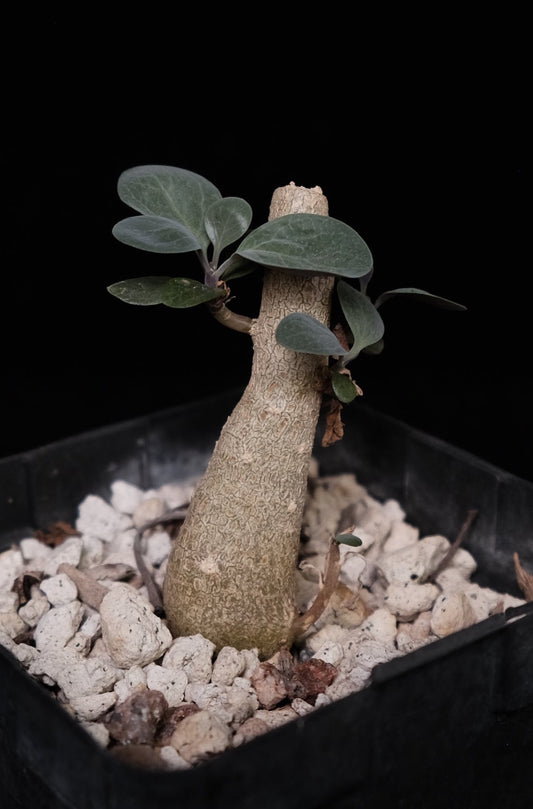 Othonna triplinervia