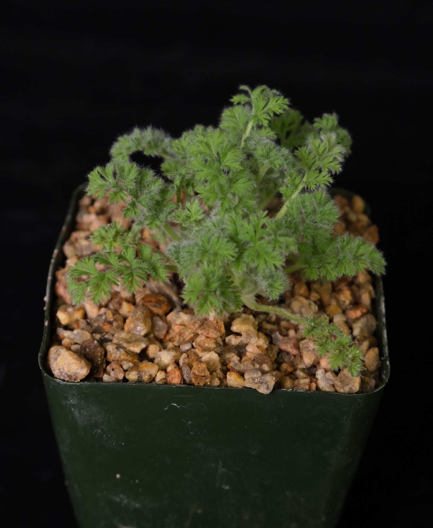 Pelargonium appendiculatum