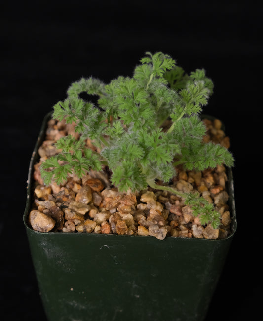 Pelargonium appendiculatum