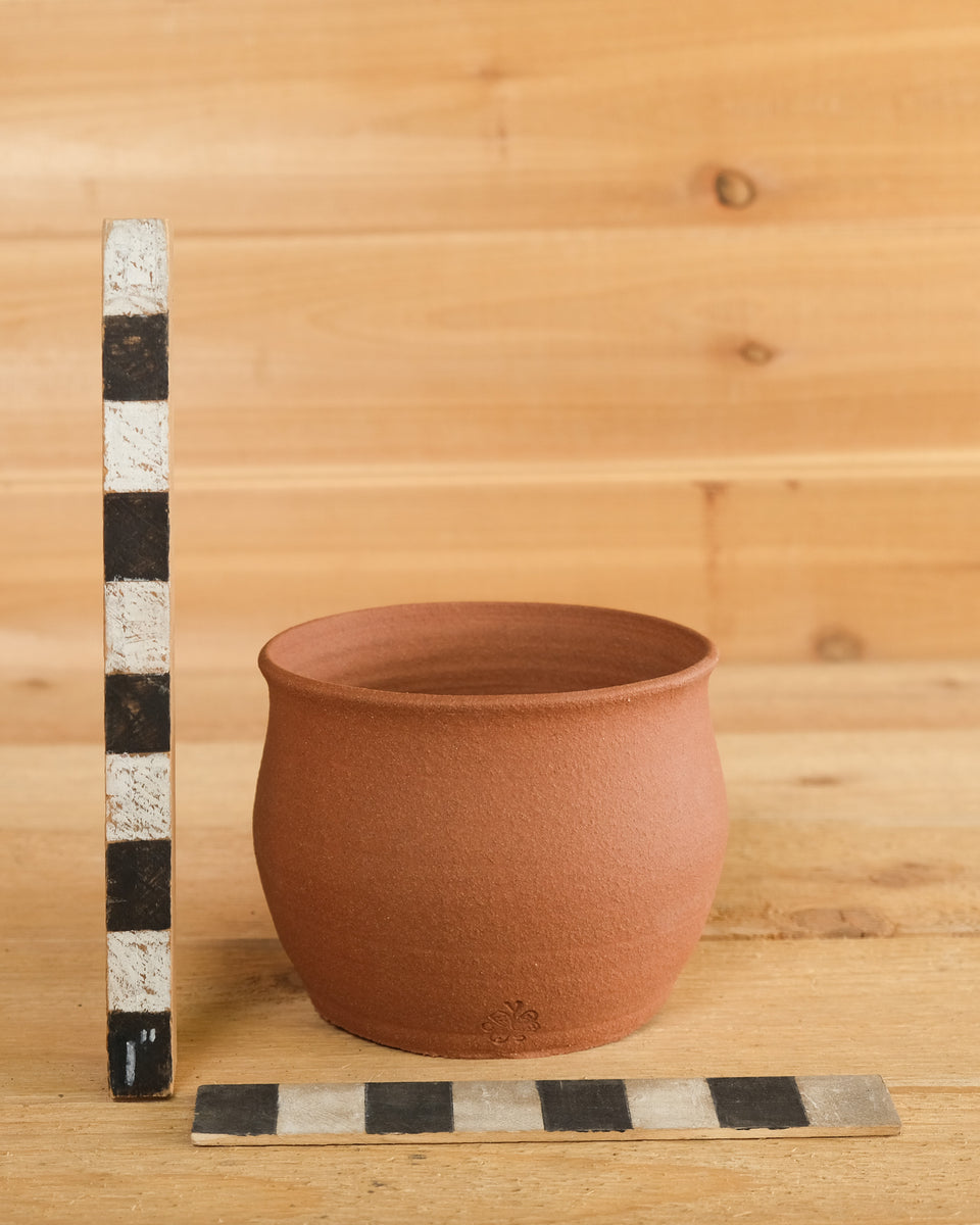 B152 – Cactaceae Storeiencius