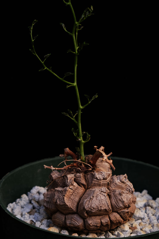 Dioscorea elephantipes (CHOICE)