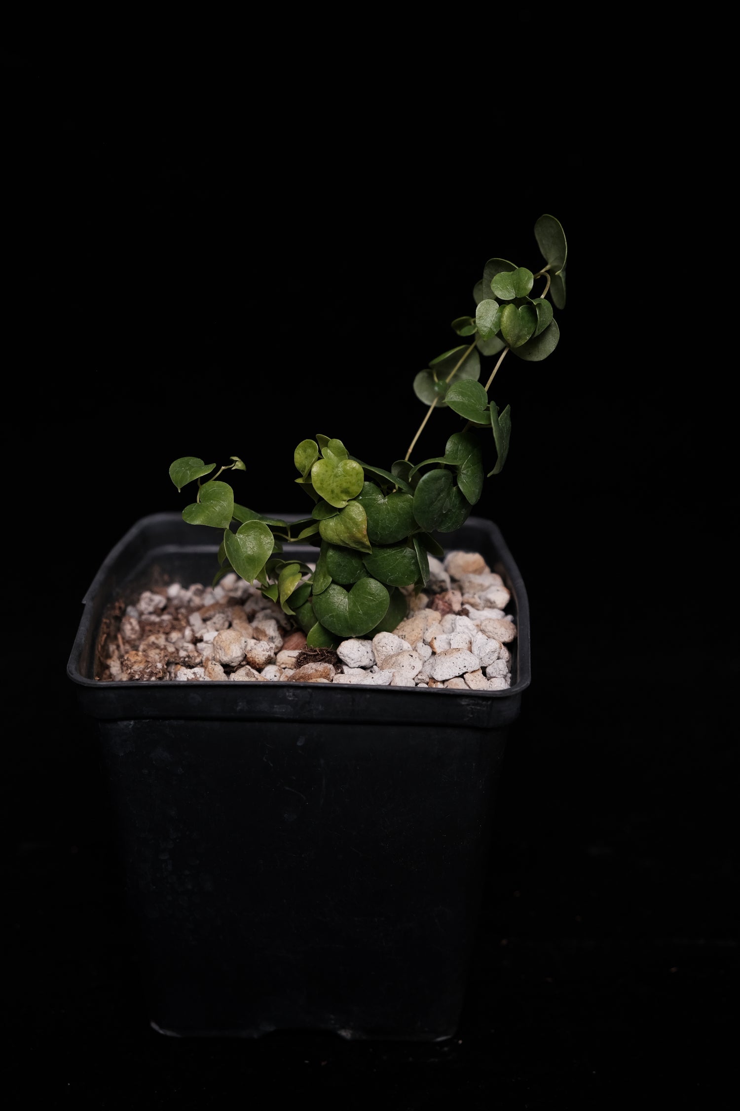 Dioscorea Hybrid Caudex Plant