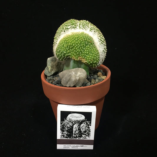 Notocactus (crested)