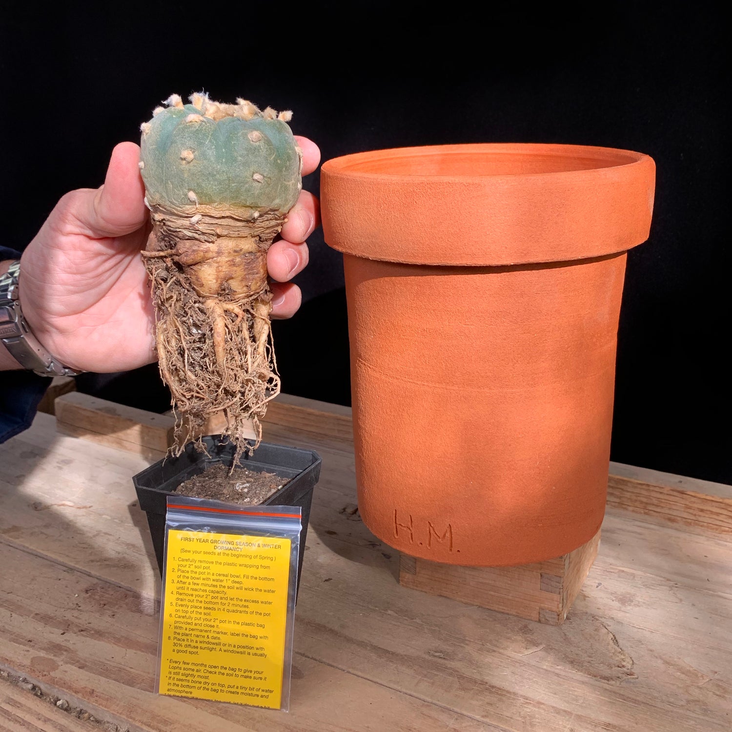 peyote cactus soil Peyote Pot by Hamilton Morris – Cactaceae Storeiencius