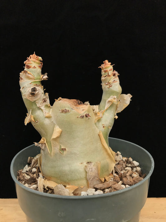 Cyphostemma juttae #2