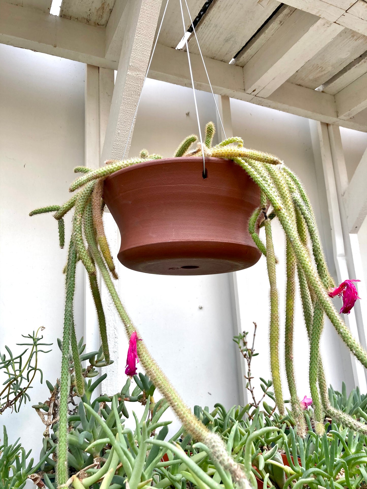 cactus hanging planter Hanging Planter 5/5 – Cactaceae Storeiencius