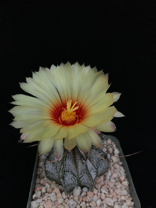 Astrophytum capricorne