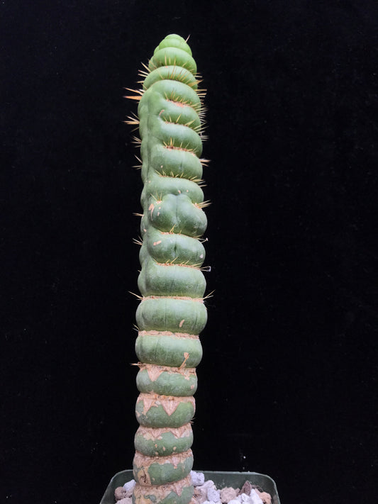 Eulychnia castanea spiralis