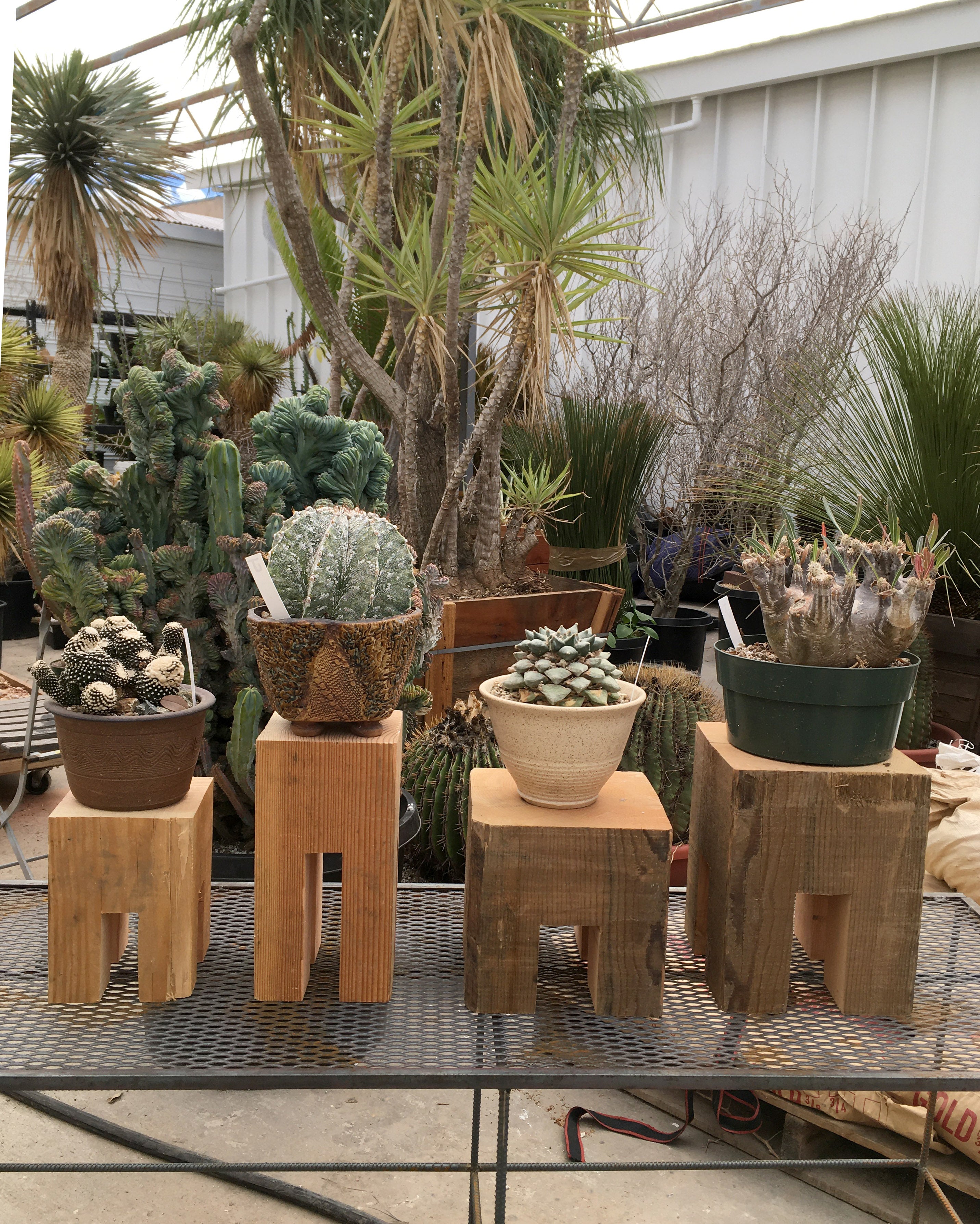 Cactus Store and other plants – Cactaceae Storeiencius