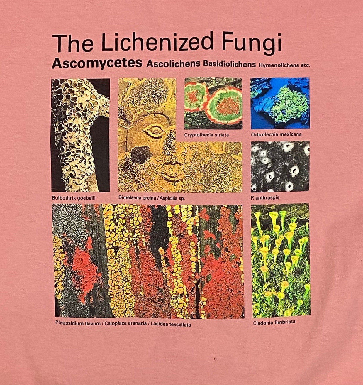 Taxa Shirt 3: The Lichens