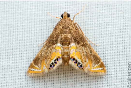 Taxa Shirt 7: The Xerophilus Lepidoptera