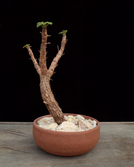 Cereal Bowl Pot