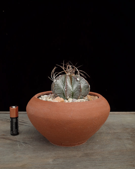 Other Urn Pot
