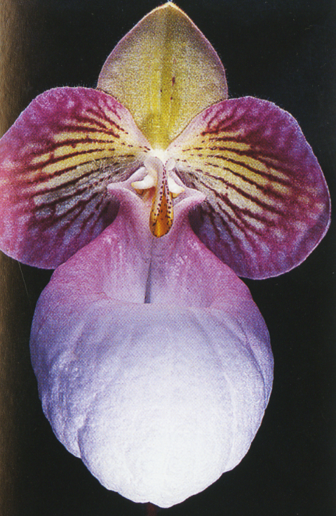 Orchidaceae Anonymous Hat