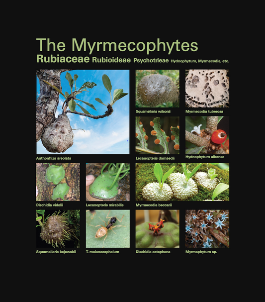 Taxa Shirt 6: The Mermecaphytes