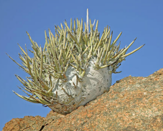 Adenia pechuelii Rooted Cutting