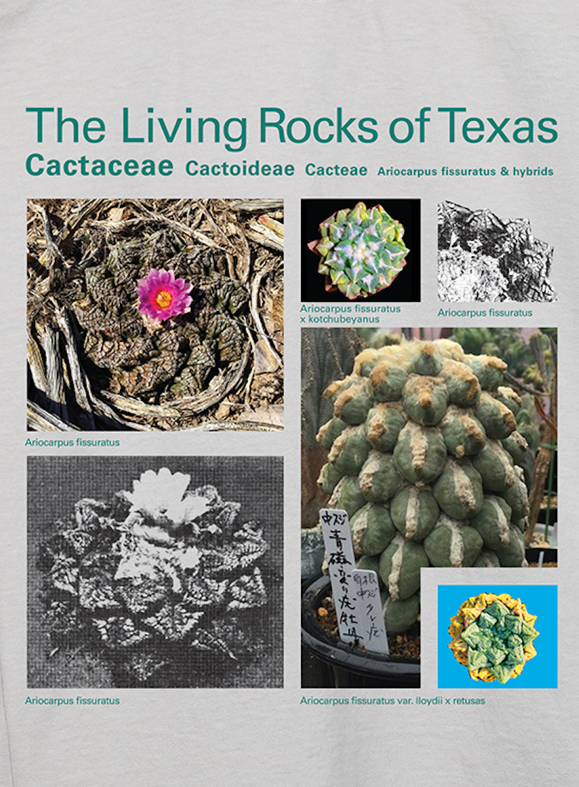 Taxa Shirt 12: The Living Rocks of Texas – Cactaceae Storeiencius