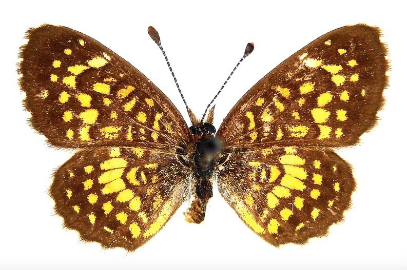 Taxa Sweatshirt 7: The Xerophilus Lepidoptera