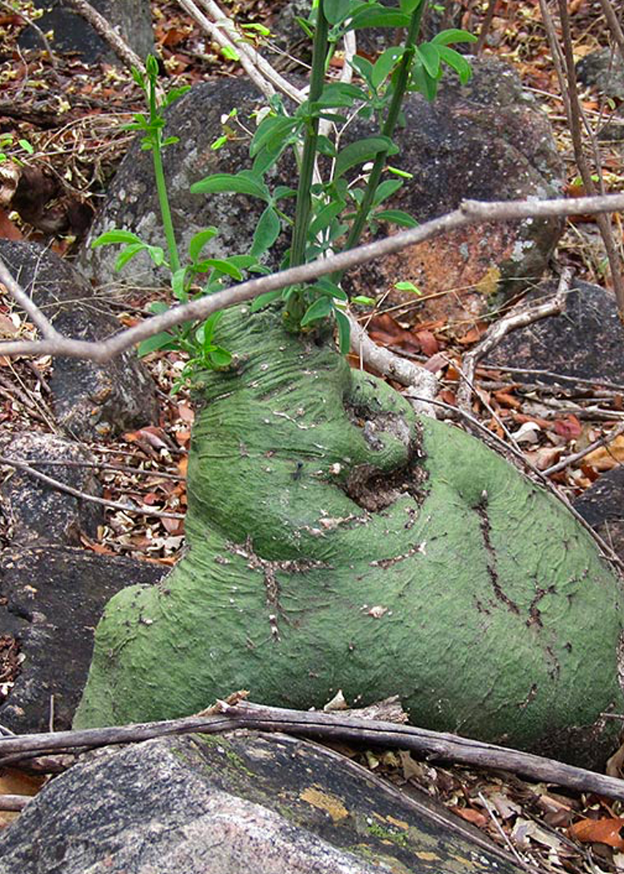 adenia glauca habitat plant