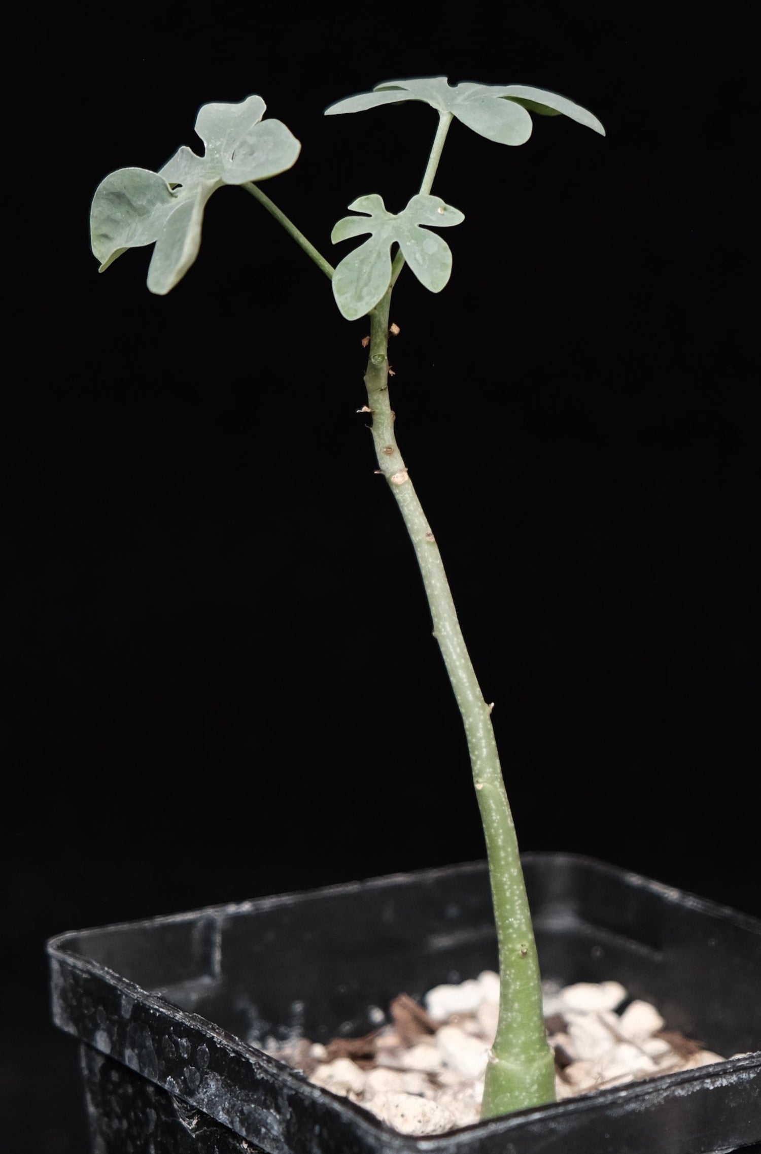 adenia glauca seedling caudex plant