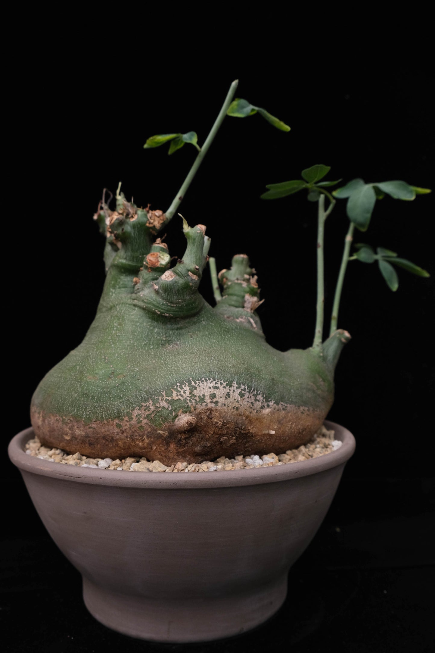 adenia glauca specimen caudex plant