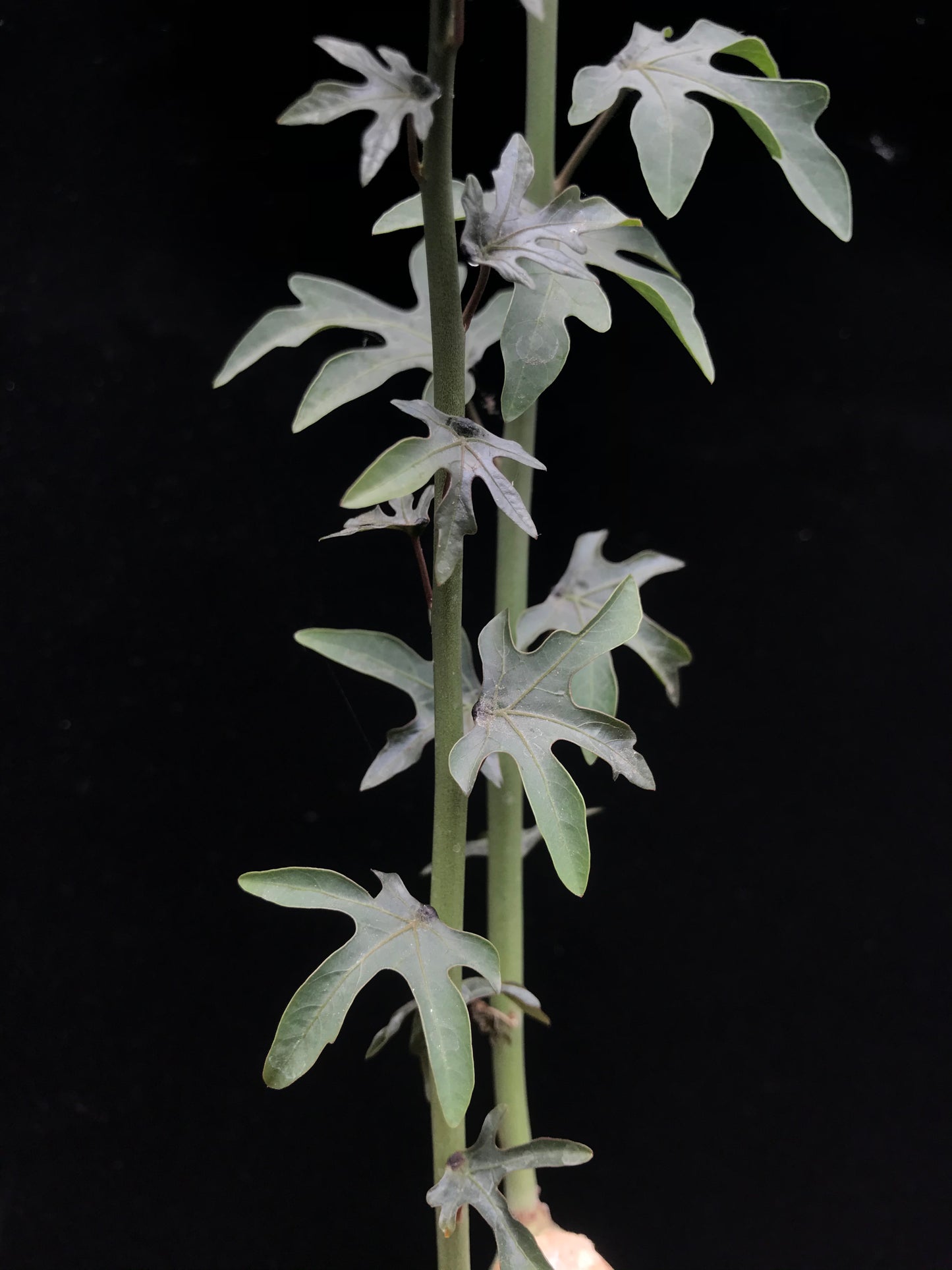 Adenia venenata seedling